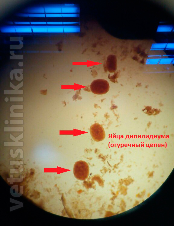 Фото яиц аскарид под микроскопом – Статьи на сайте Четыре глаза